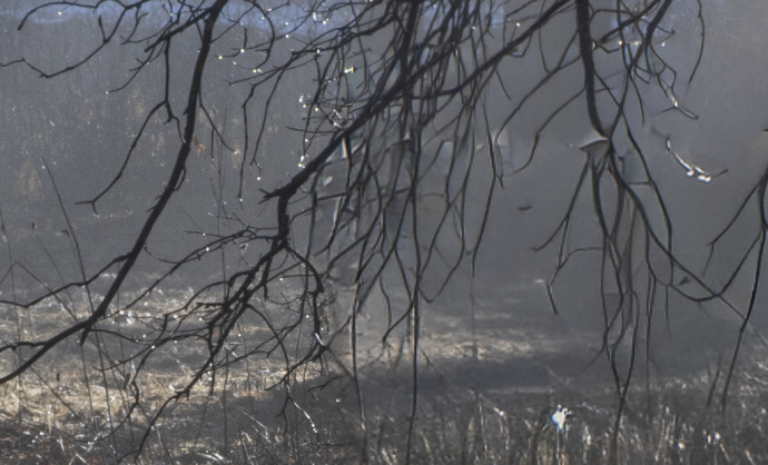 There's a noticeable difference in sharpness between the un-retouched branches on the left side of this screenshot, and the branches on the right side, where I used Generative Remove to replace the wire mesh.